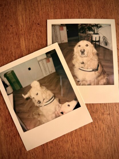 Polaroid 636 Close Up - Image 2